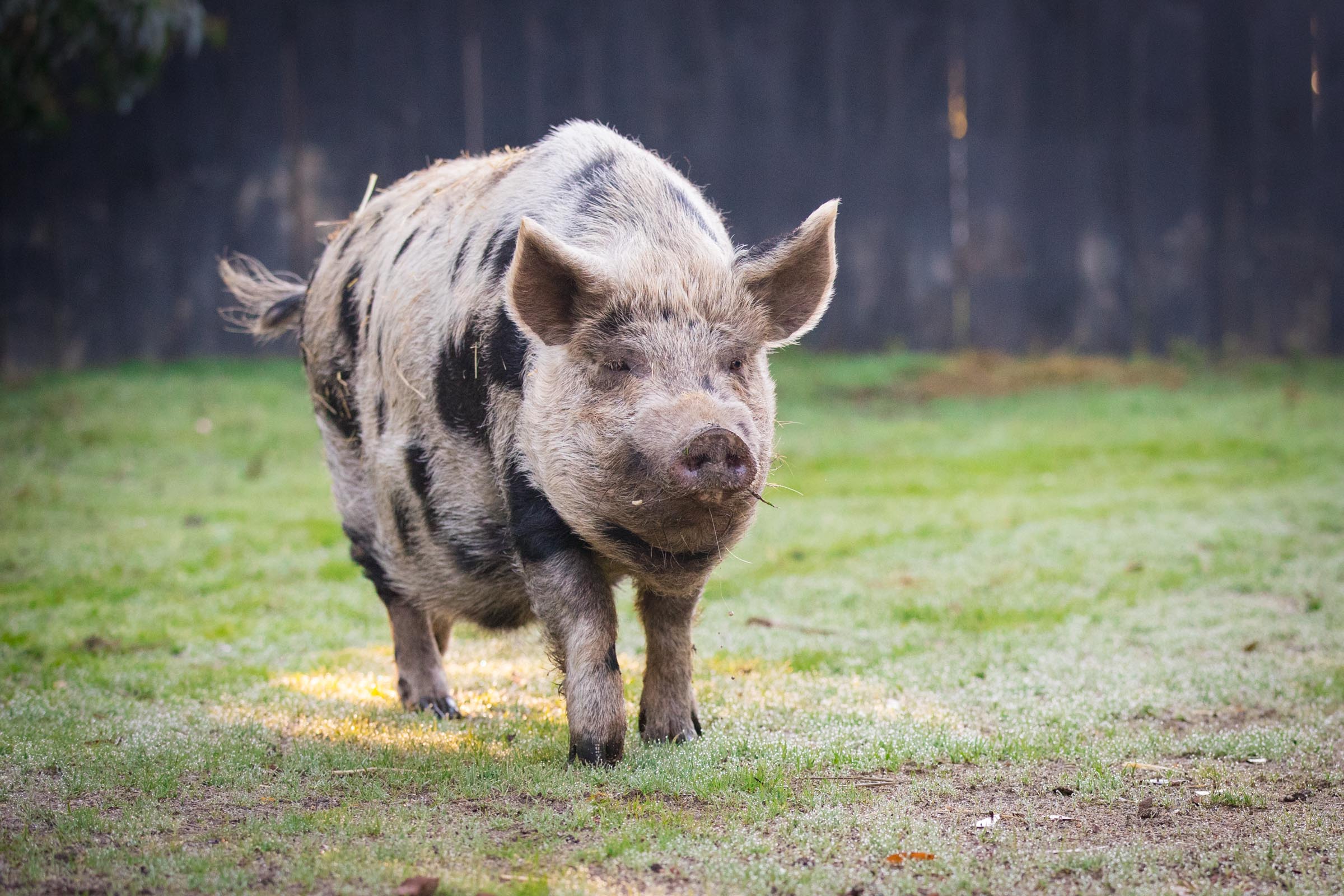 Fern - Edgar's Mission Farm Sanctuary