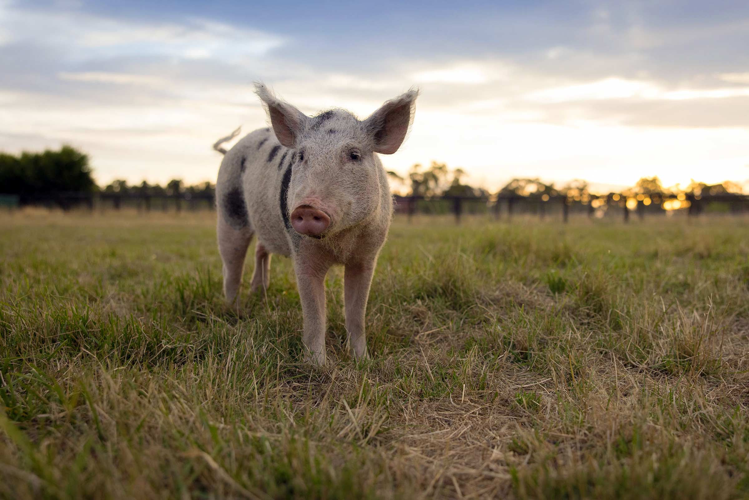 A happy pig, Perhaps, the piggy smile makes up for the over…