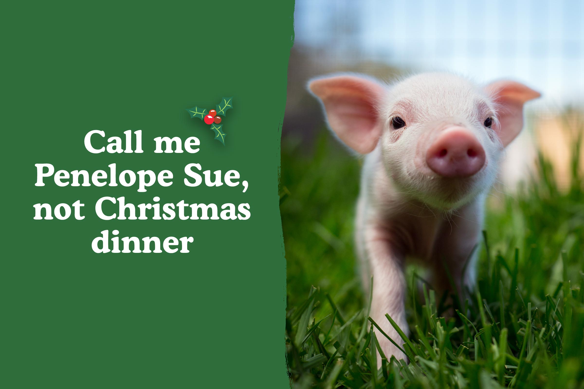 Have a kind Christmas with Penelope Sue the piglet