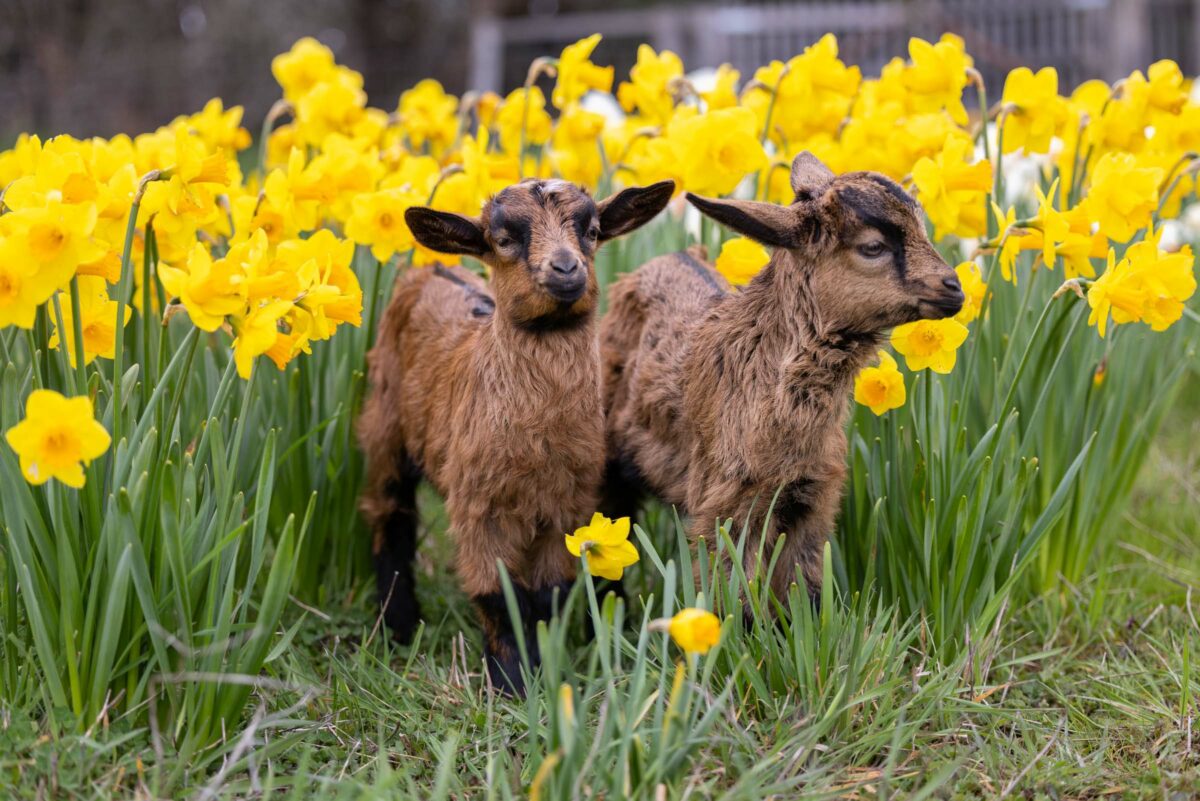 Perky, Peeky & Penny