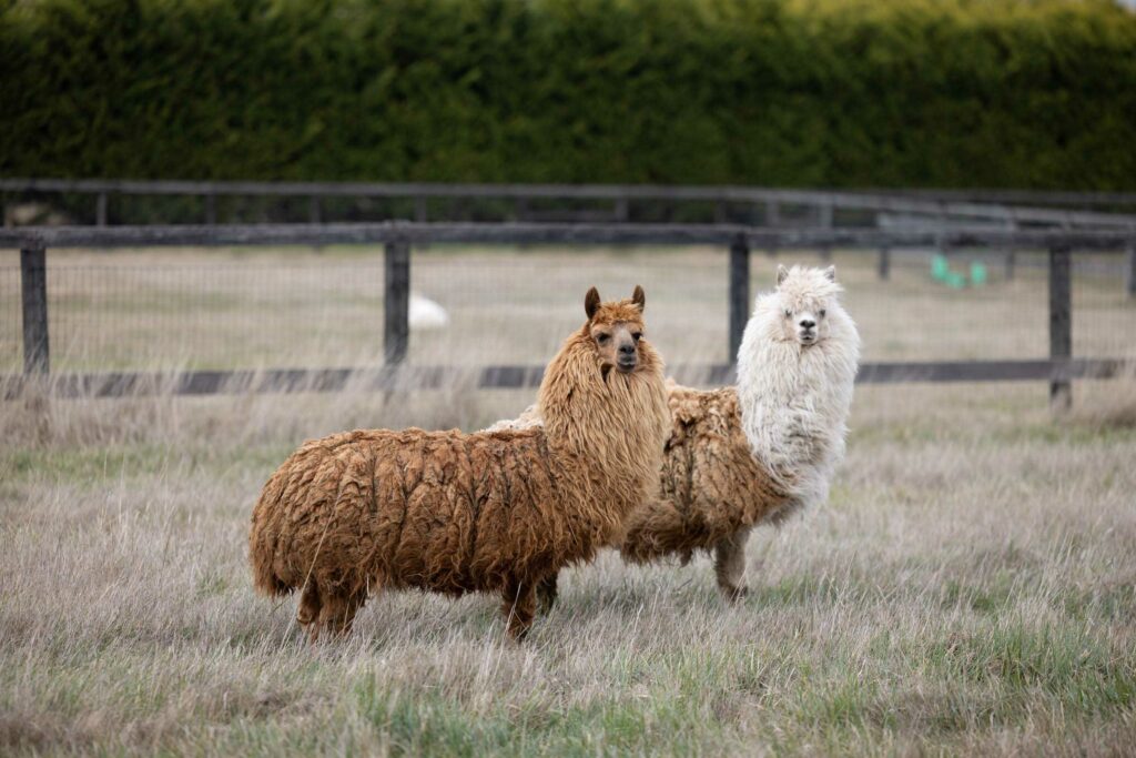 Al Fredo & Al Pacino - Edgar's Mission Farm Sanctuary