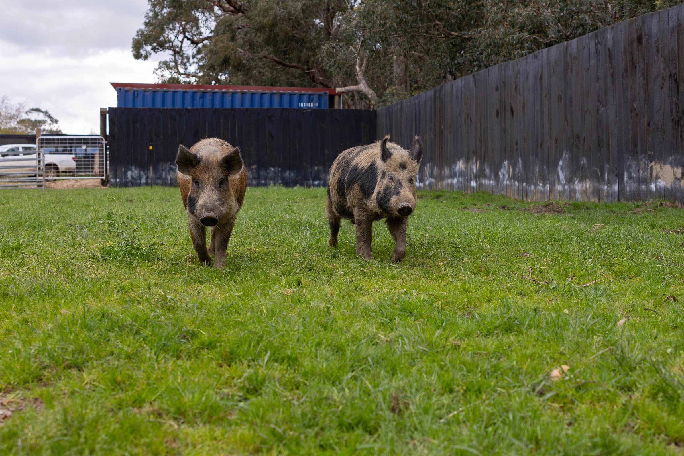 Hermes, Apollo & Aphrodite - Edgar's Mission Farm Sanctuary