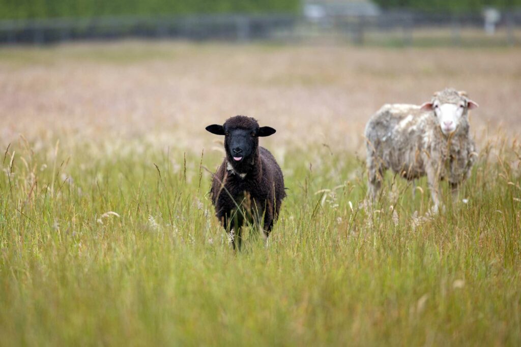 Mexico Edgar's Mission Farm Sanctuary