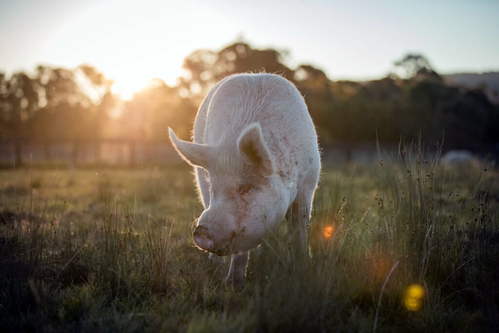 captain jack jordans