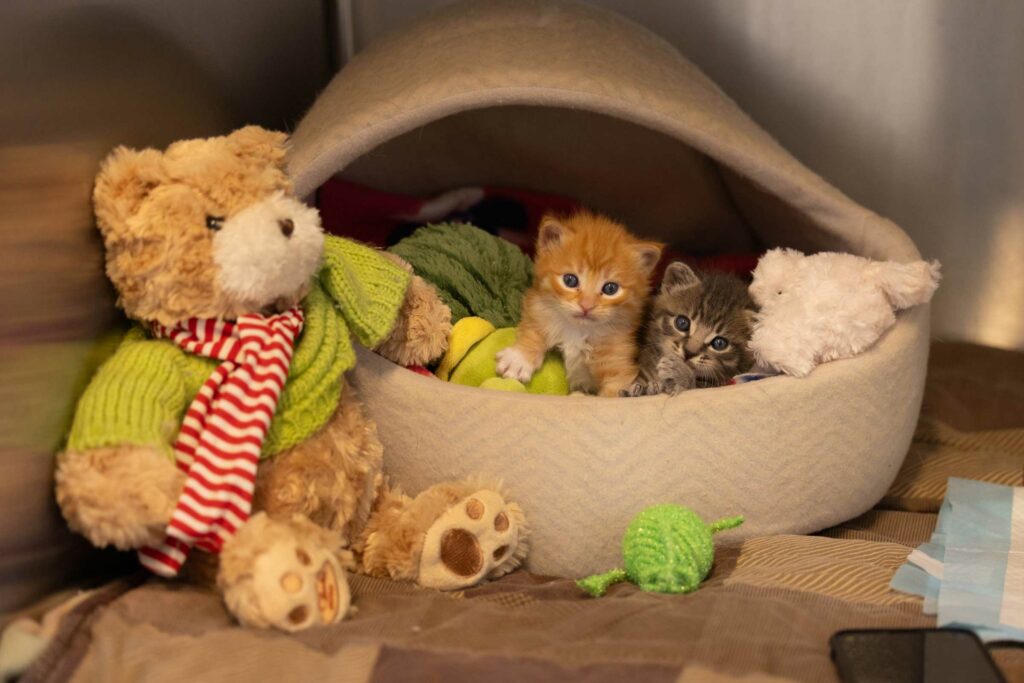 Marmalade & Marmaduke - Edgar's Mission Farm Sanctuary