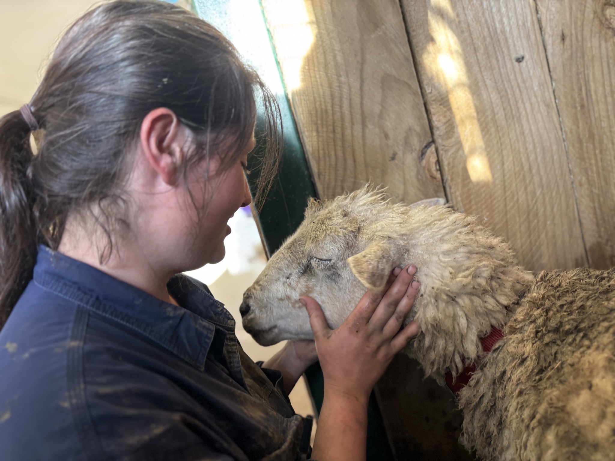 Jumbuck is receiving care at Sanctuary