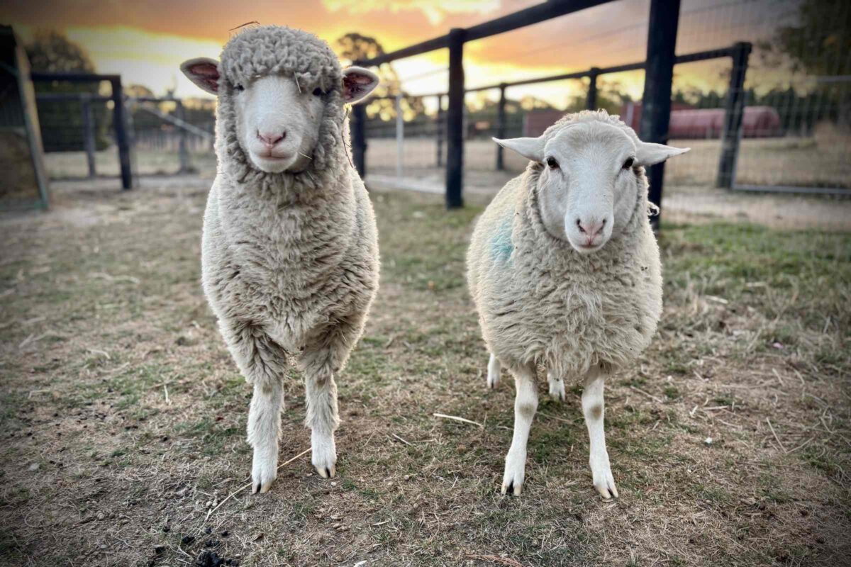 Pippin & Peach