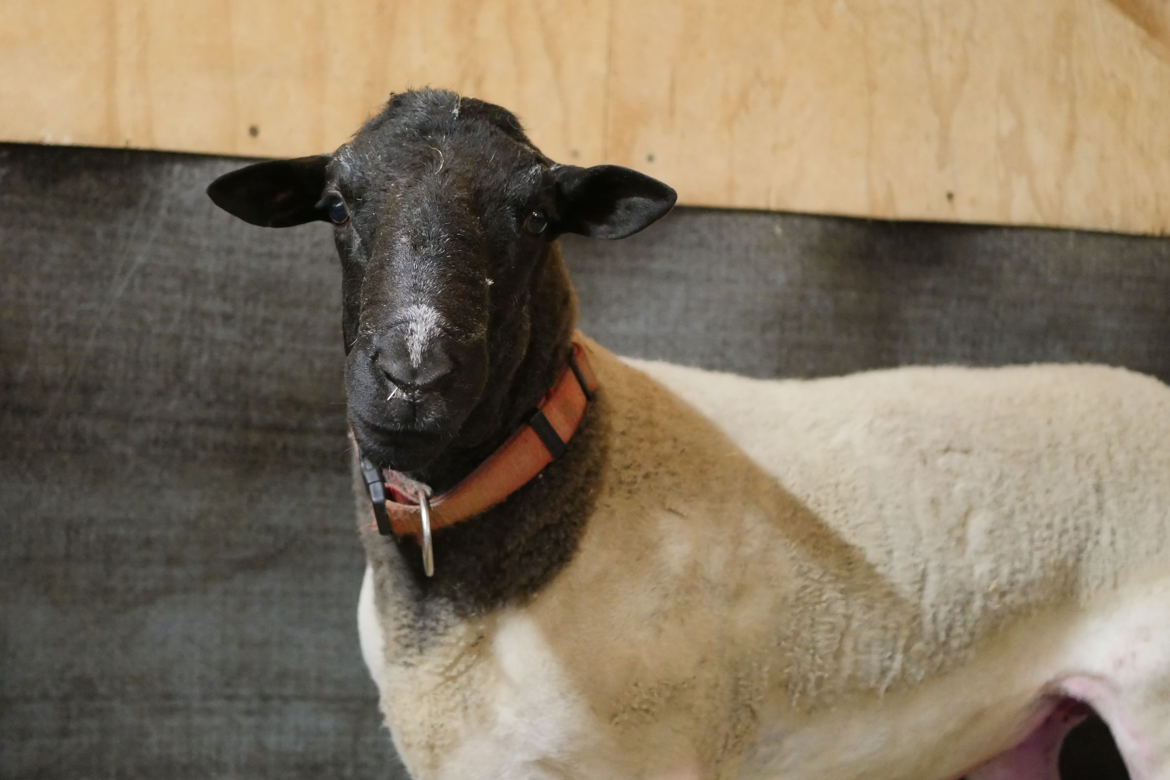 Thor Edgar S Mission Farm Sanctuary