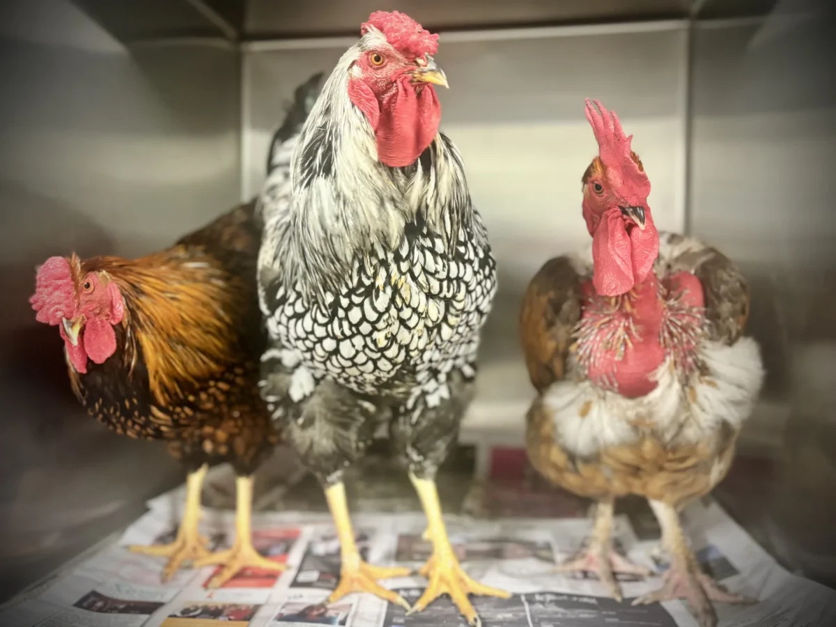 Augustus, Magnus and Leopold